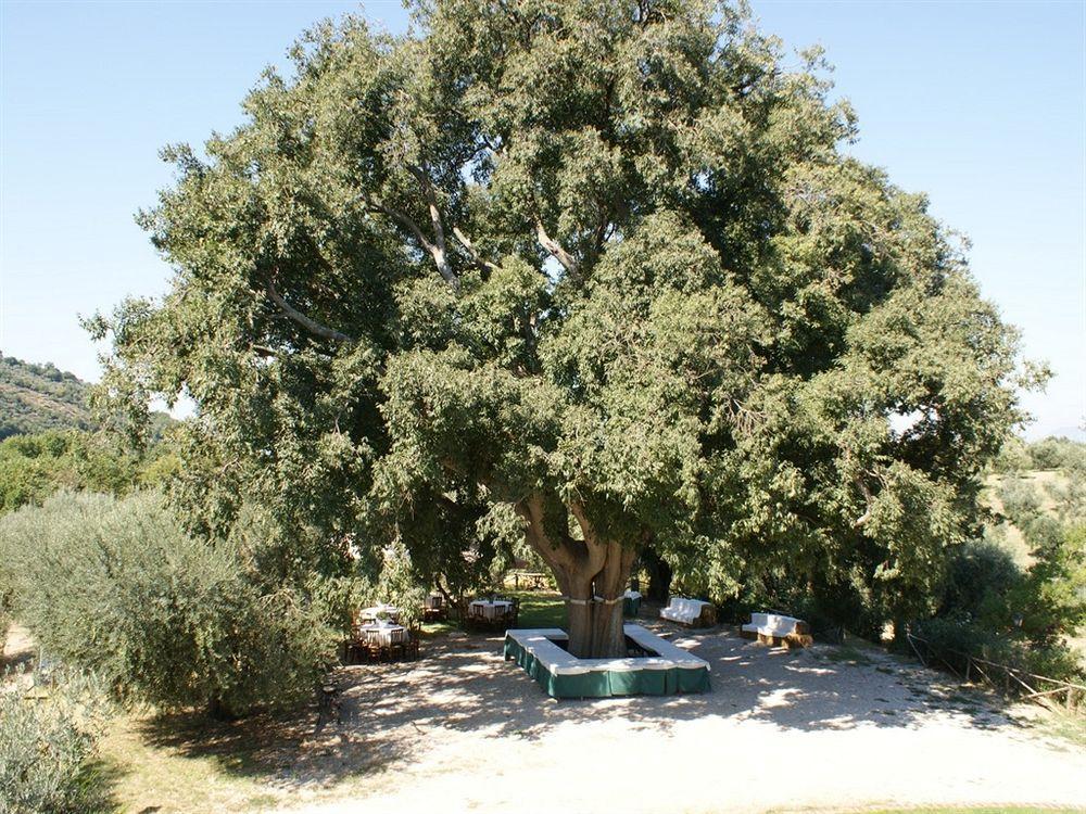 Azienda Agricola Il Bagolaro Nerola Esterno foto