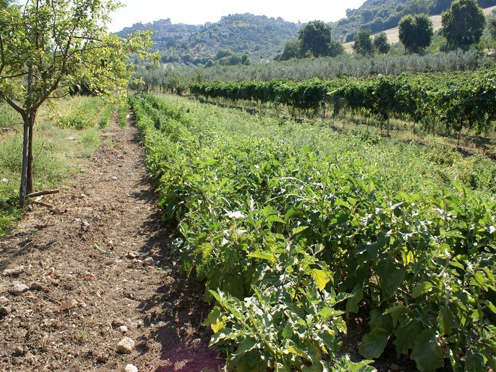 Azienda Agricola Il Bagolaro Nerola Esterno foto