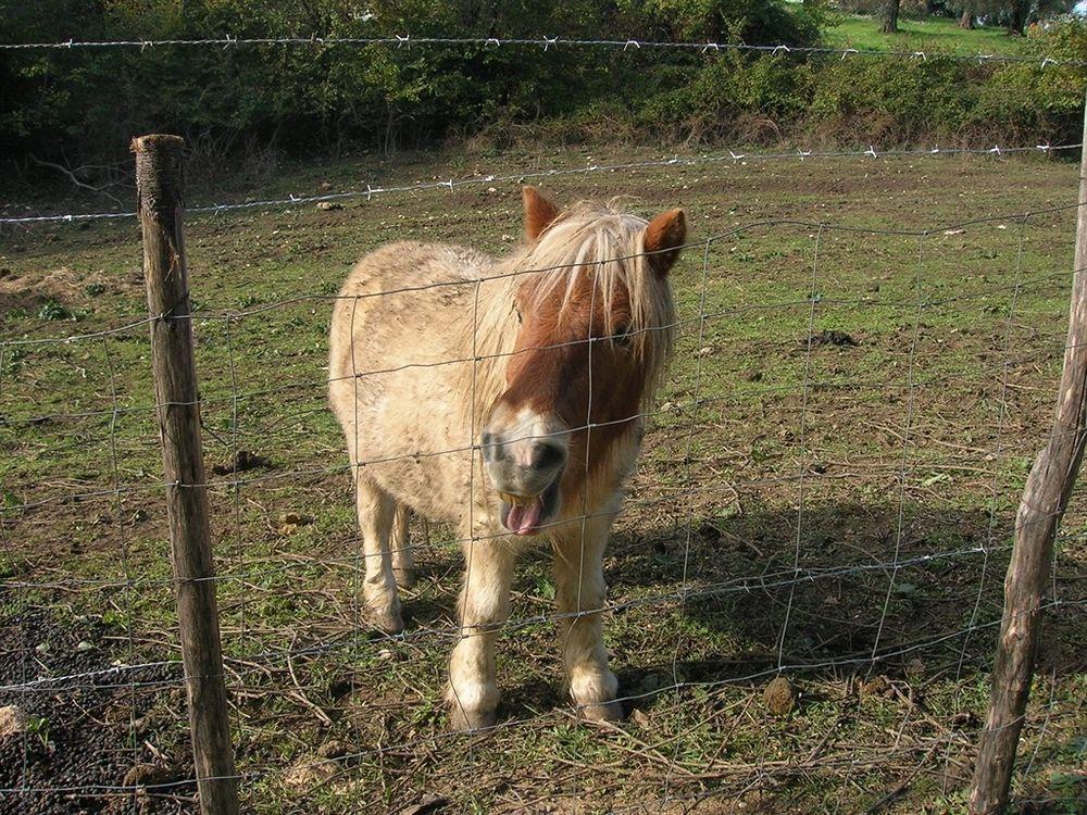 Azienda Agricola Il Bagolaro Nerola Esterno foto